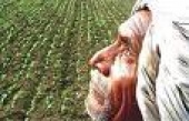 Agriculture Sector